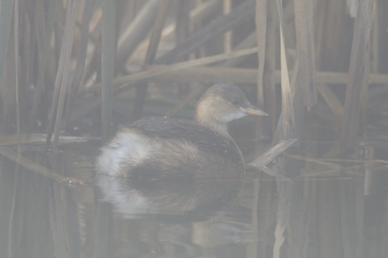 Al centro cicogne di Racconigi